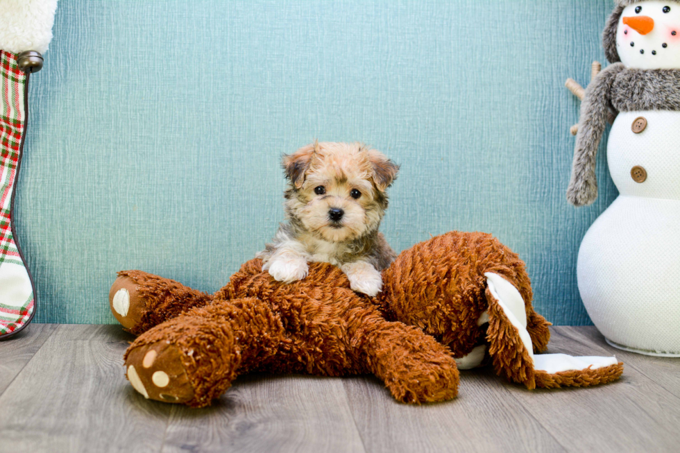 Friendly Morkie Baby