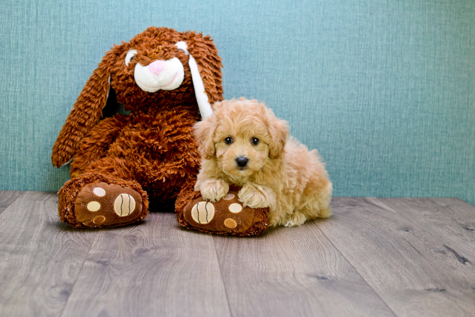 Playful Cavoodle Poodle Mix Puppy