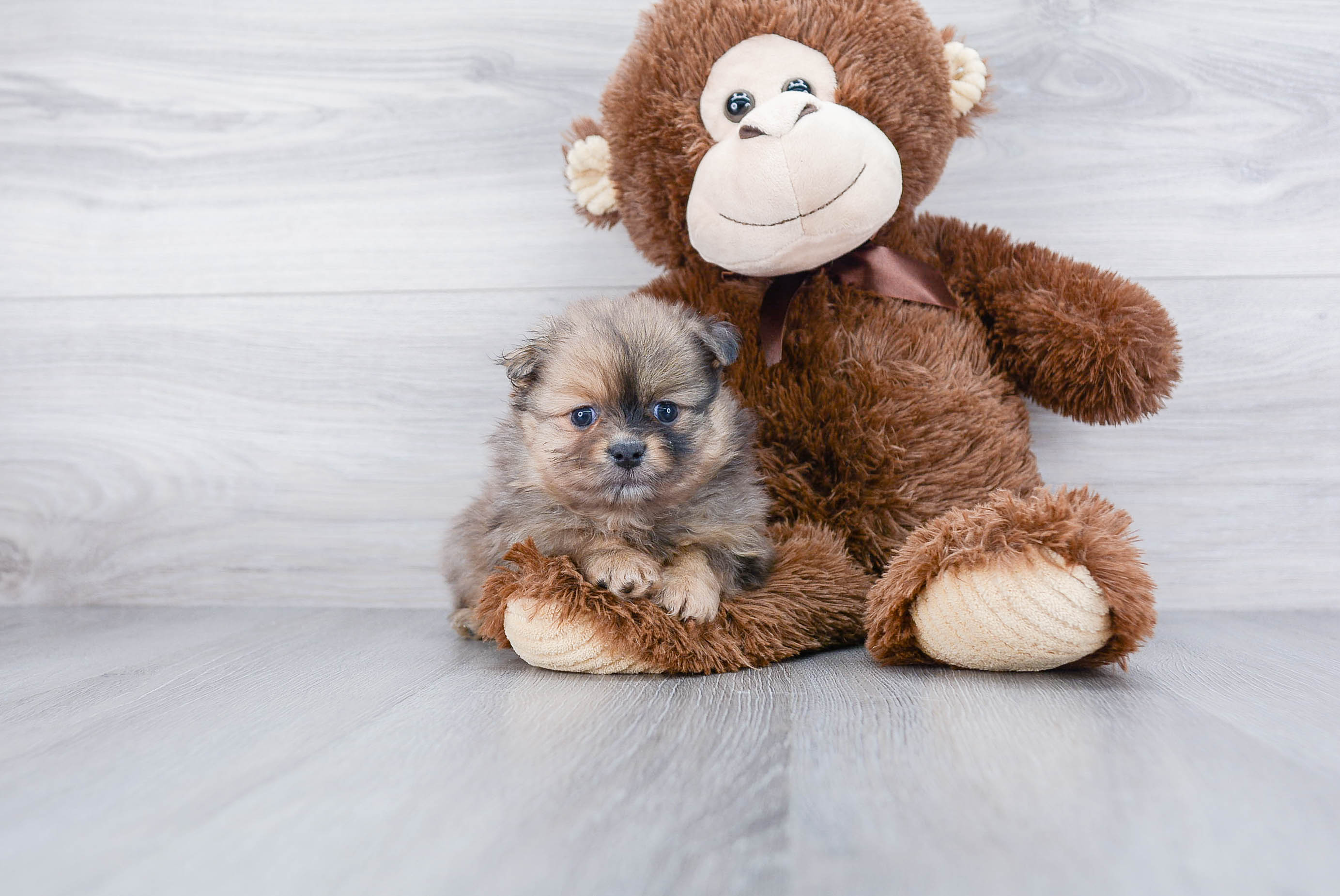Pomeranian Pup Being Cute