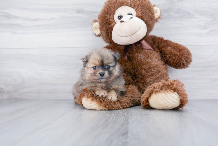 Pomeranian Pup Being Cute