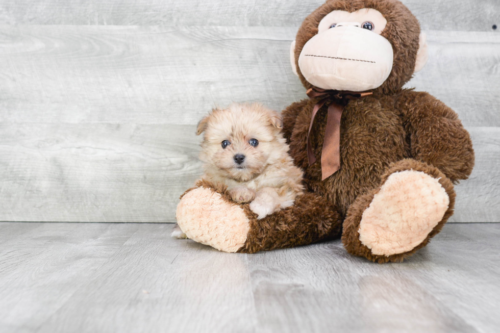 Maltipom Pup Being Cute