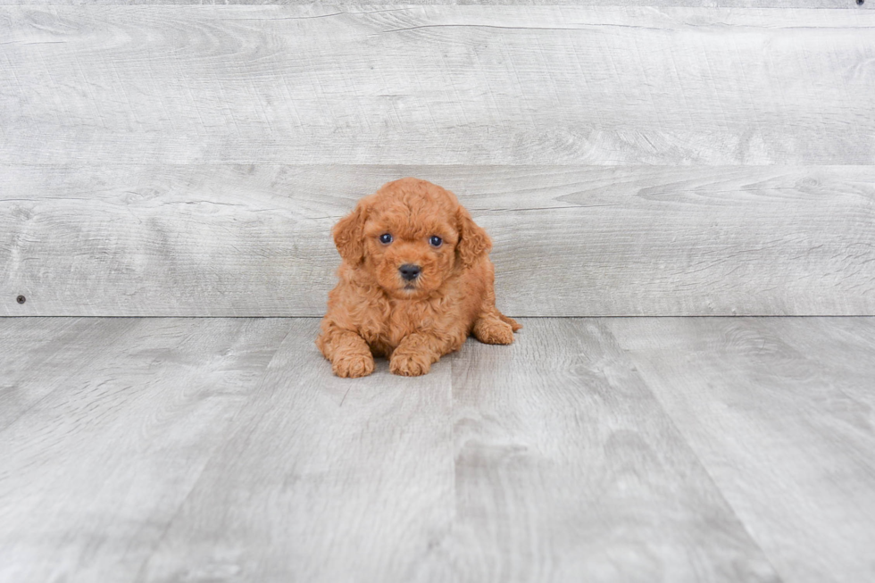 Popular Mini Goldendoodle Poodle Mix Pup