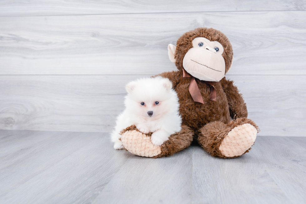 Friendly Pomeranian Purebred Pup