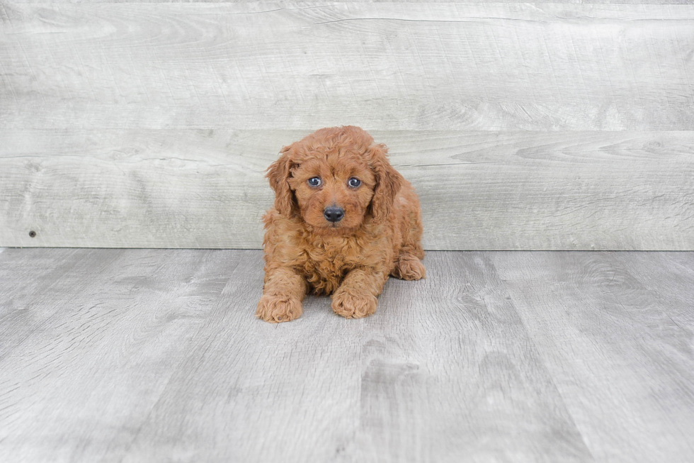 Smart Mini Goldendoodle Poodle Mix Pup