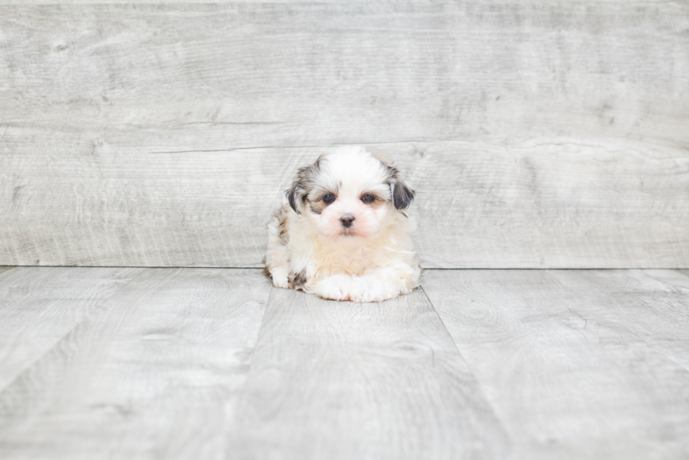 Teddy Bear Pup Being Cute