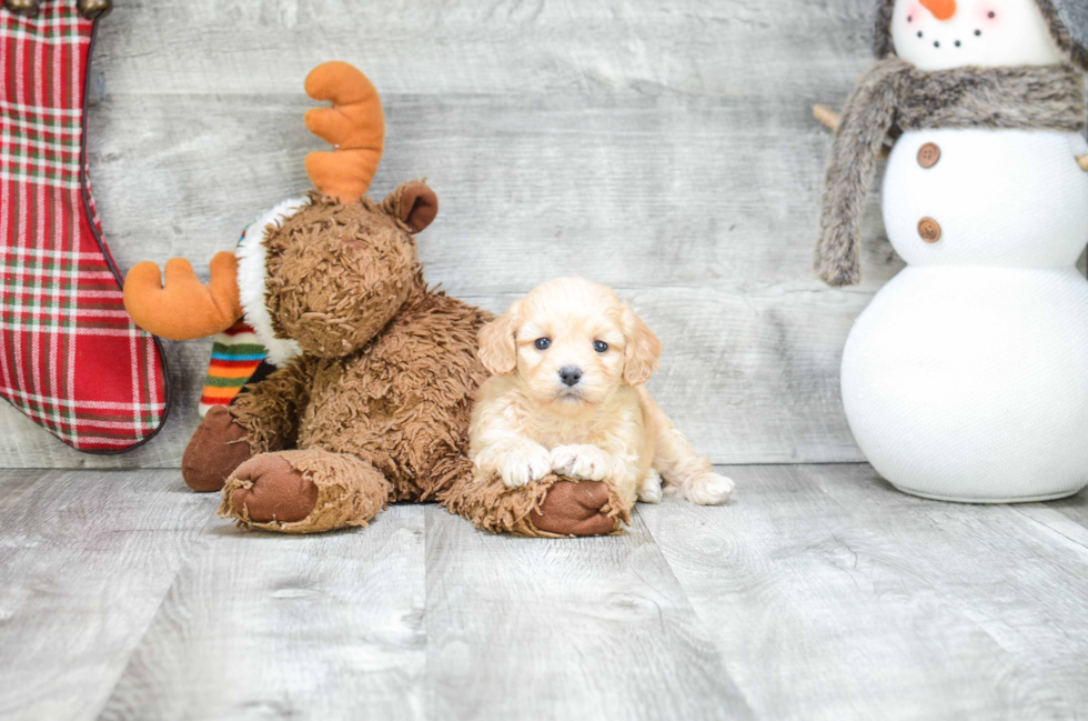 Cavachon Puppy for Adoption