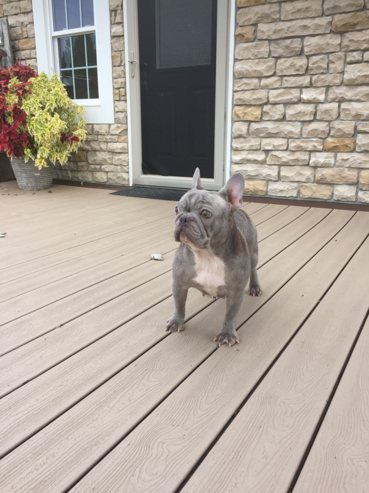 French Bulldog Pup Being Cute