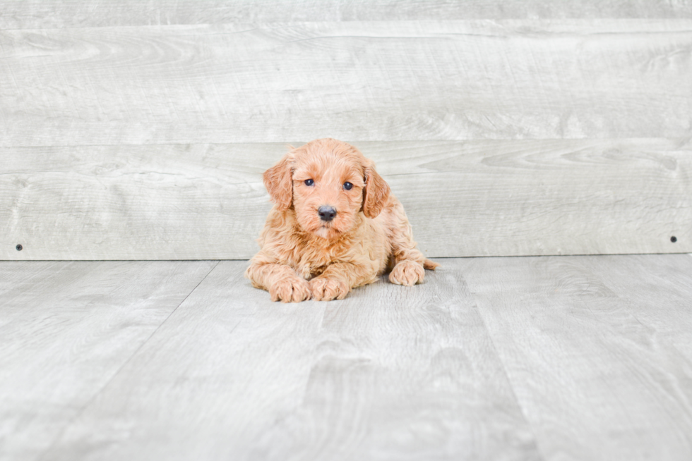 Mini Goldendoodle Pup Being Cute