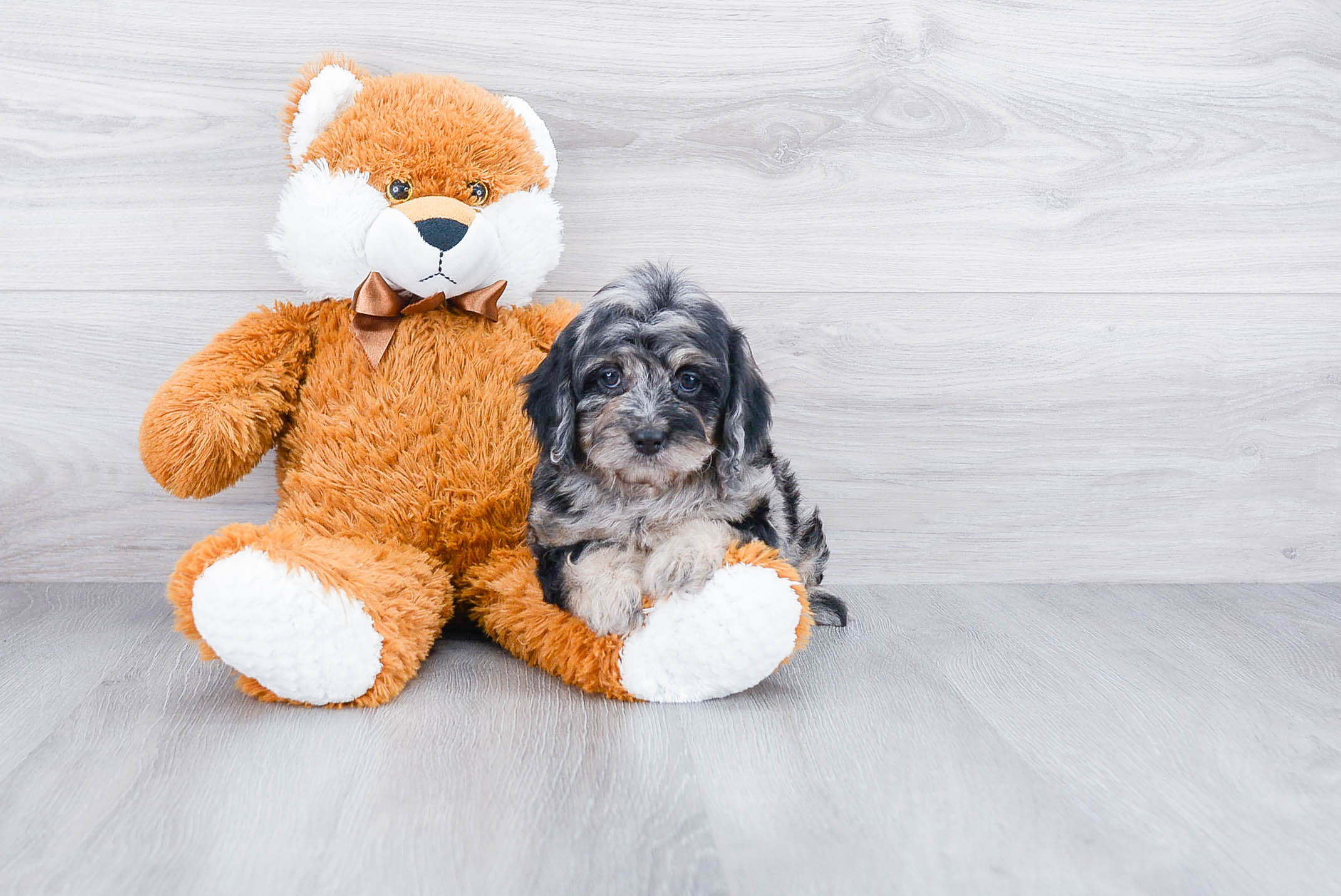 Playful Cockerpoo Poodle Mix Puppy