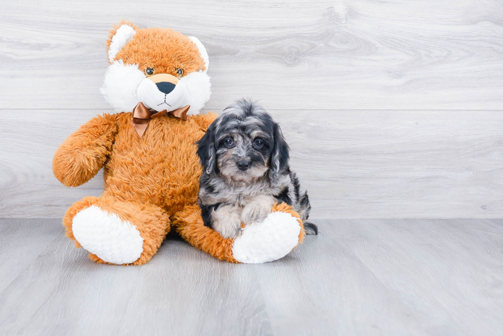 Playful Cockerpoo Poodle Mix Puppy