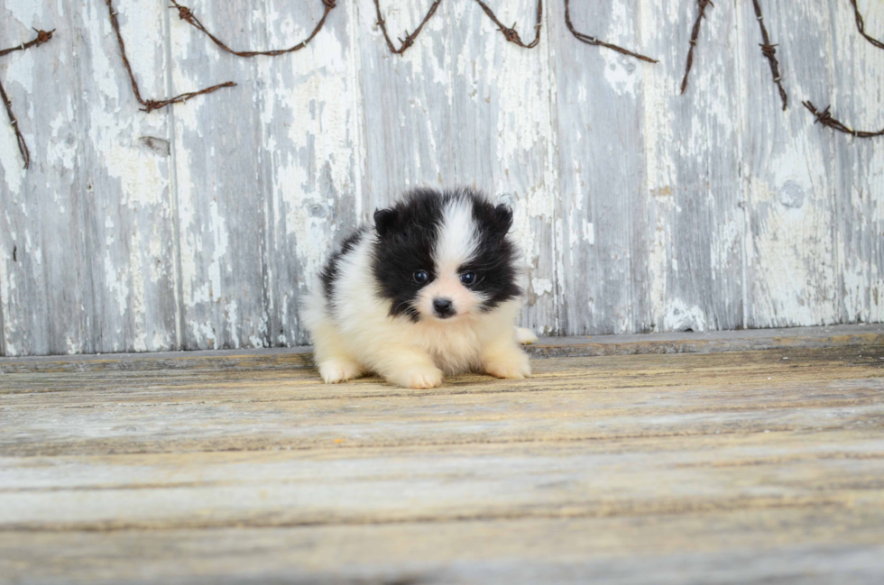 Akc Registered Pomeranian Baby