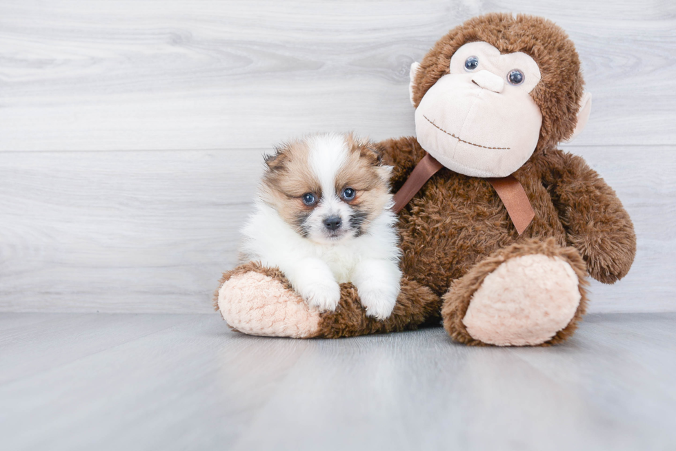 Pomeranian Pup Being Cute