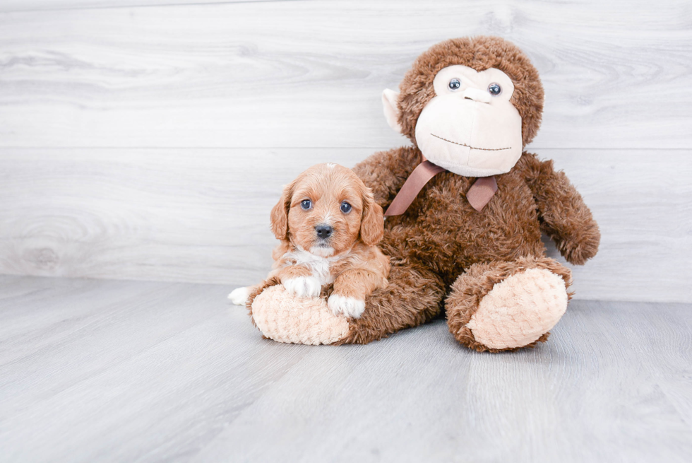 Playful Cavoodle Poodle Mix Puppy