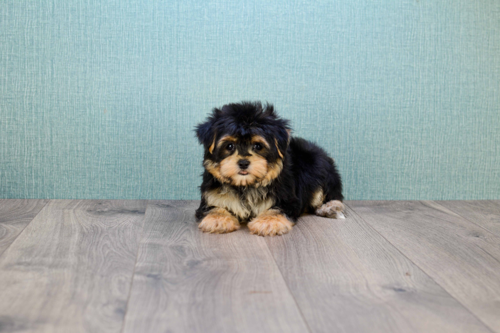 Morkie Pup Being Cute