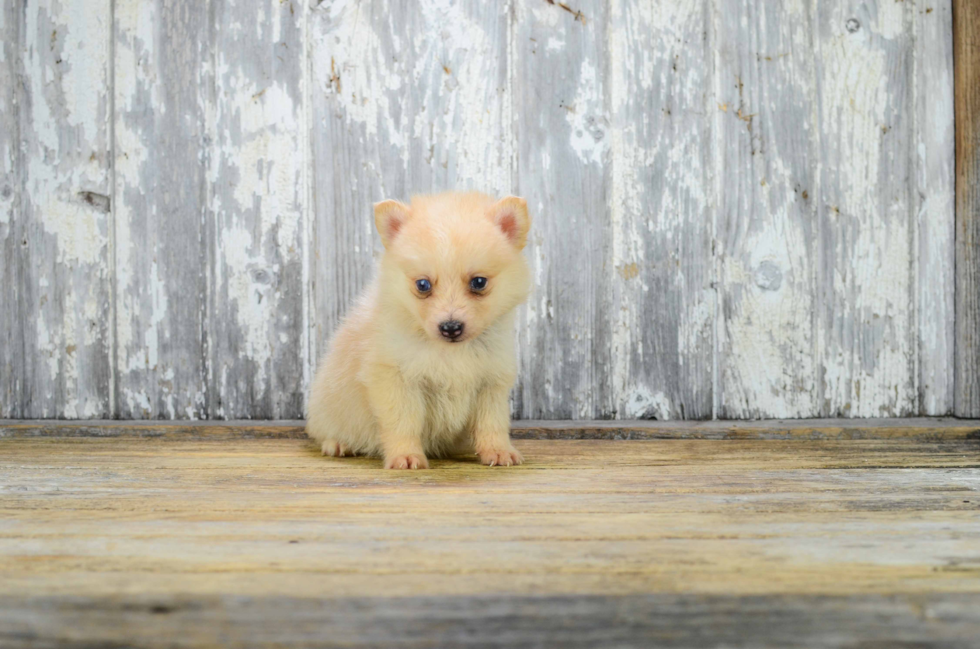 Fluffy Pomsky Designer Pup