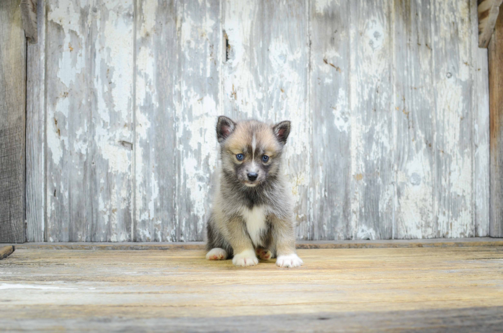 Pomsky Pup Being Cute