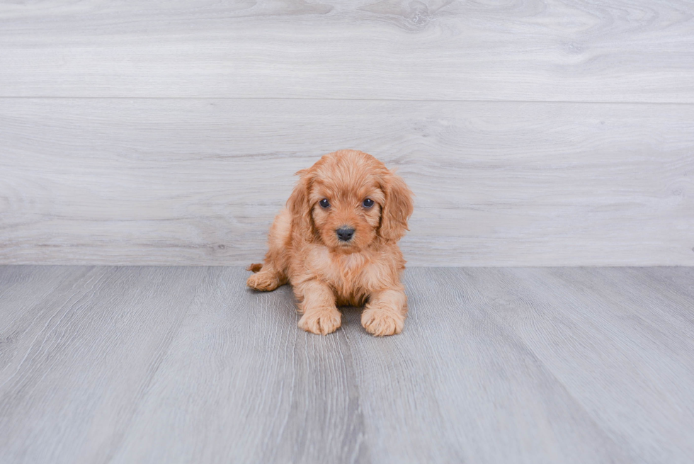 Cavapoo Pup Being Cute