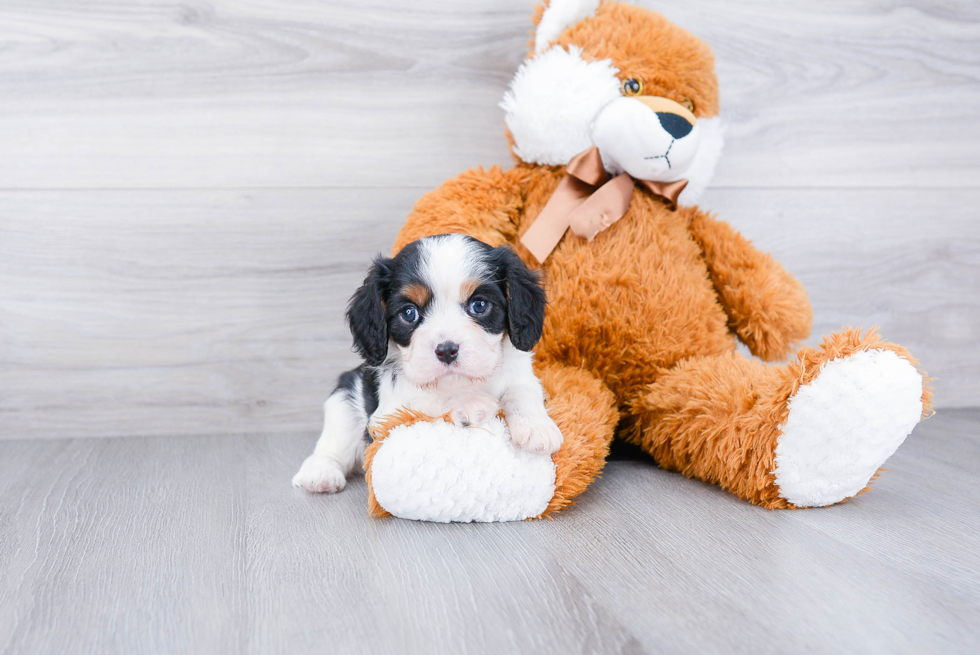 Cavalier King Charles Spaniel Pup Being Cute