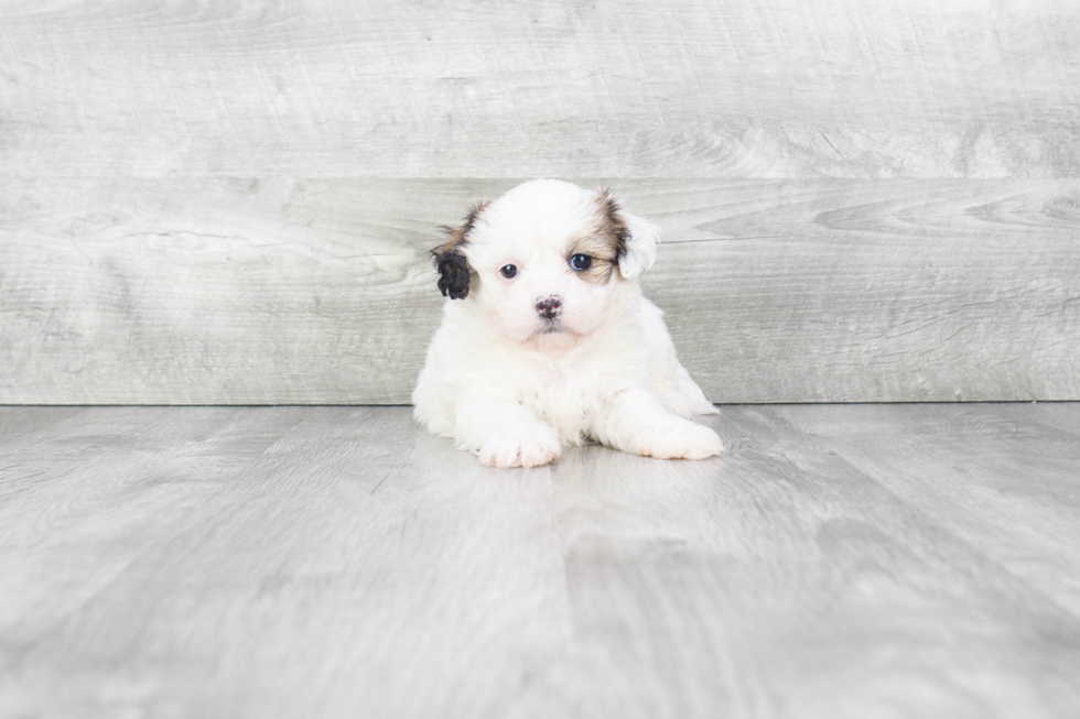 Teddy Bear Pup Being Cute