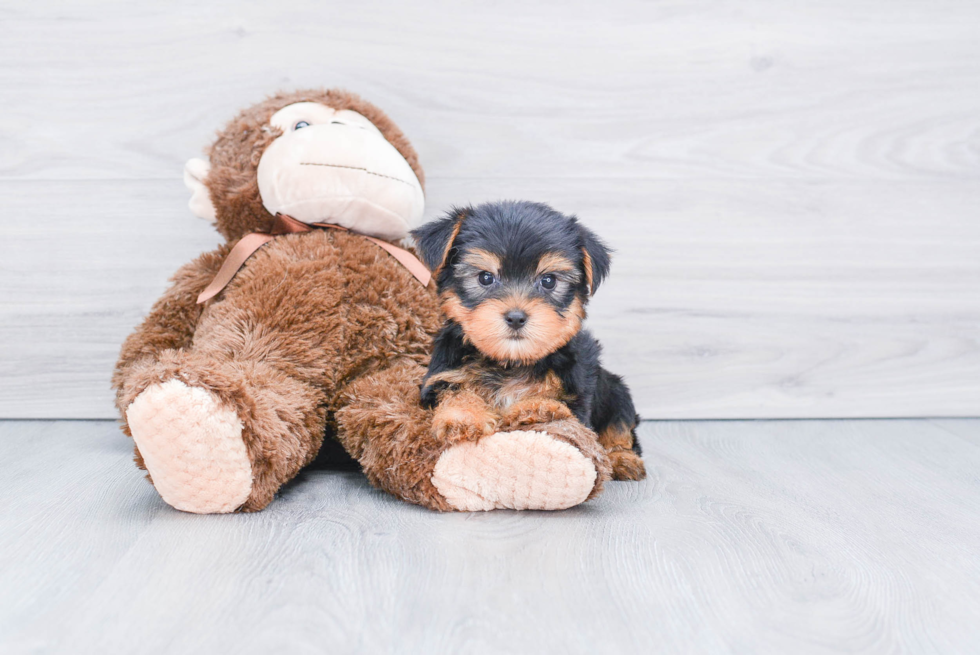 Meet Jeremy - our Yorkshire Terrier Puppy Photo 