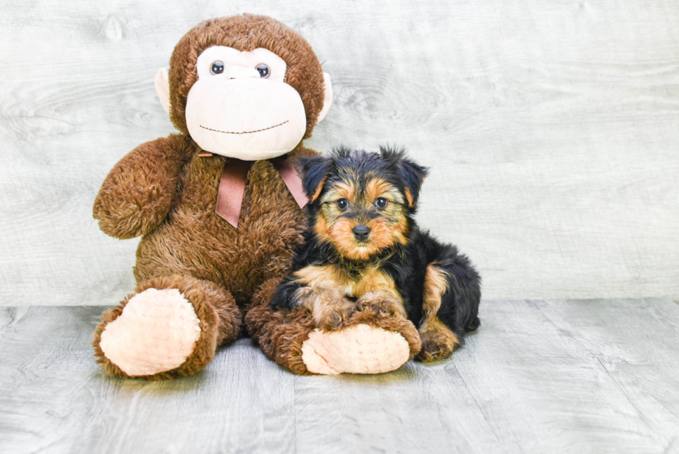 Meet Lisa - our Yorkshire Terrier Puppy Photo 