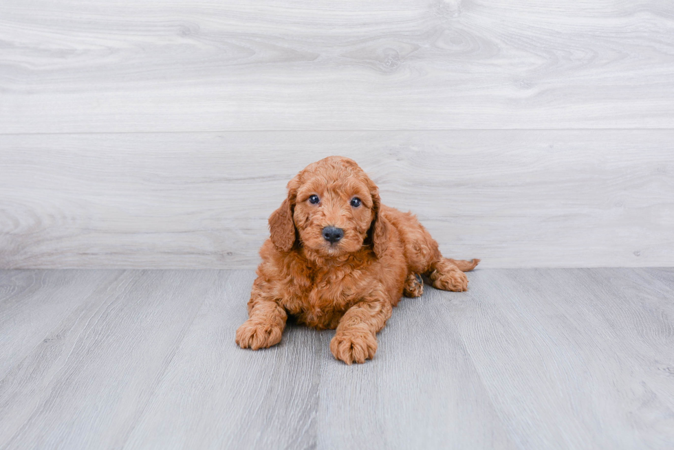 Energetic Golden Retriever Poodle Mix Puppy