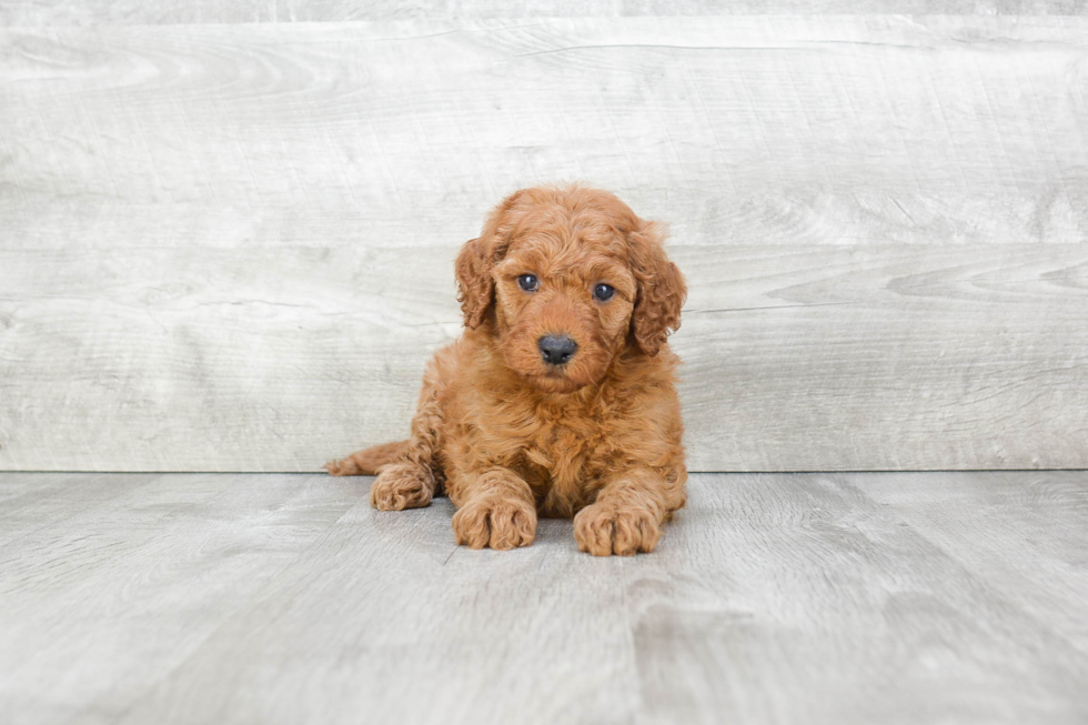 Mini Goldendoodle Puppy for Adoption