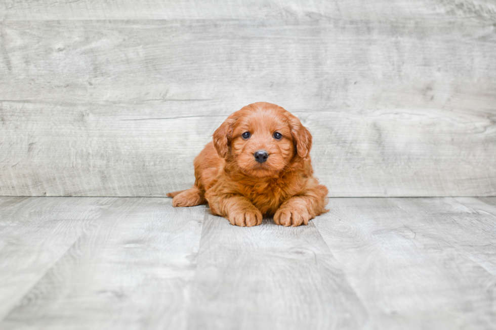 Little Golden Retriever Poodle Mix Puppy