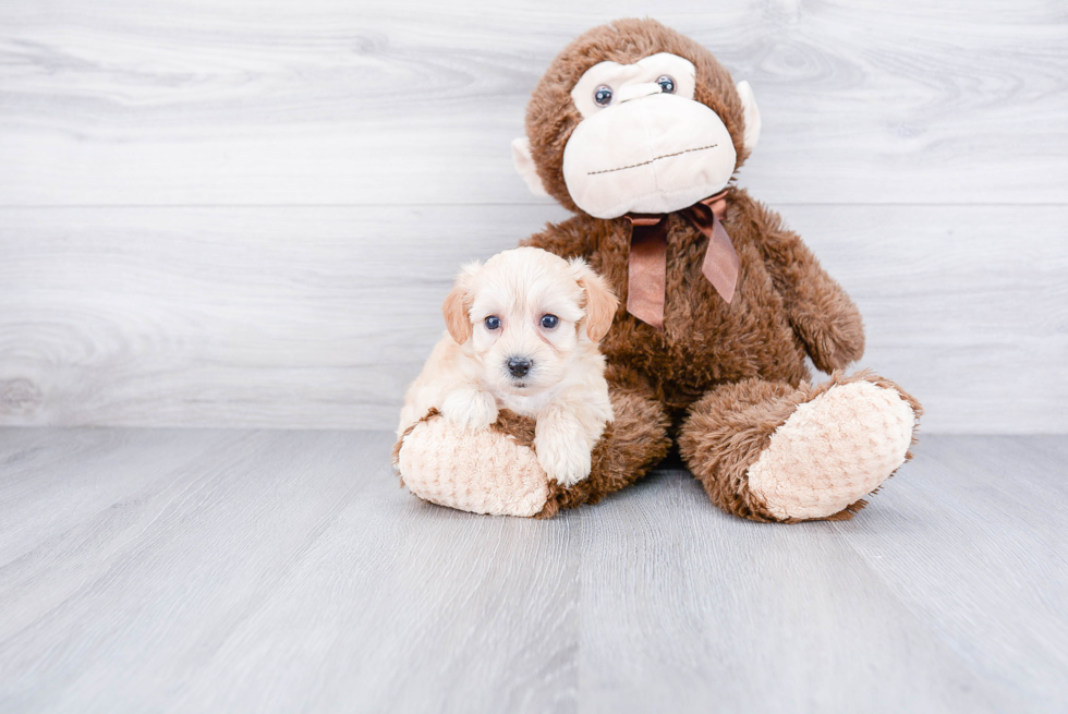 Energetic Maltepoo Poodle Mix Puppy