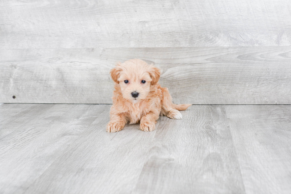 Best Maltipoo Baby