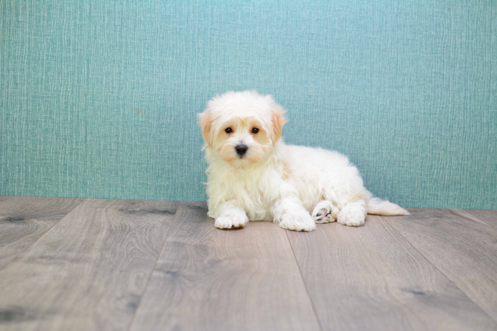 Maltipoo Pup Being Cute