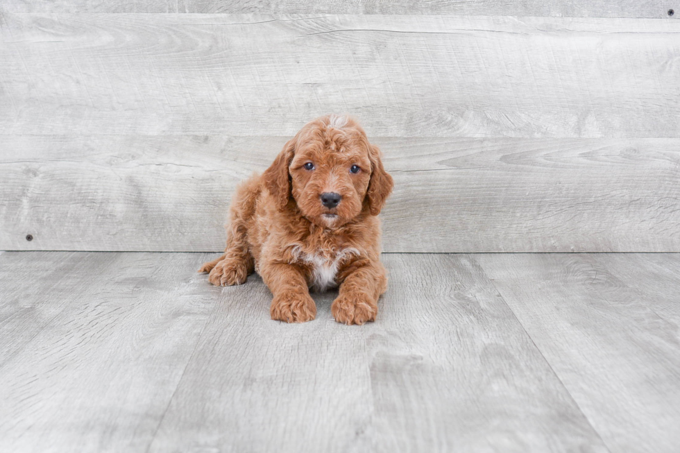 Cute Mini Goldendoodle Baby