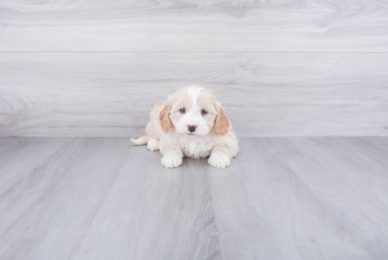 Sweet Mini Goldendoodle Baby