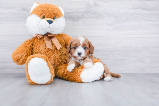 Best Cavapoo Baby