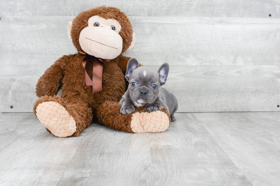 Energetic Frenchie Purebred Puppy