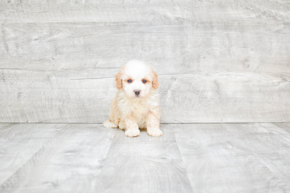 Adorable Bernadoodle Poodle Mix Puppy