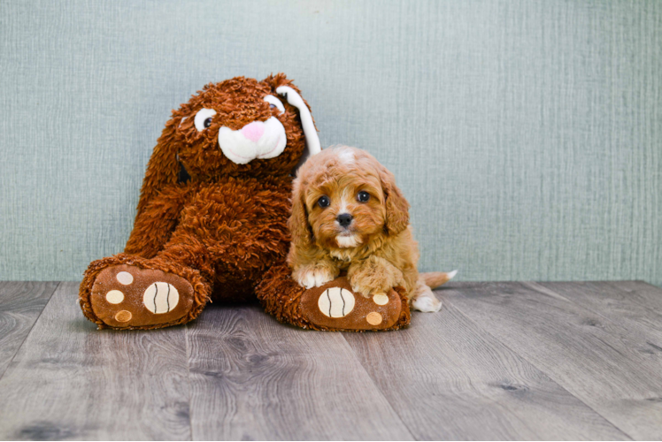 Cavapoo Pup Being Cute