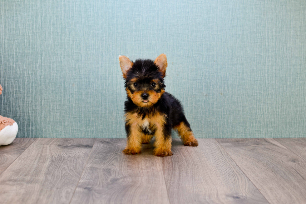 Meet Avery - our Yorkshire Terrier Puppy Photo 