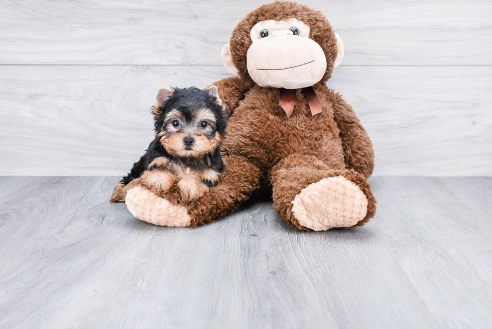 Meet Beckham - our Yorkshire Terrier Puppy Photo 