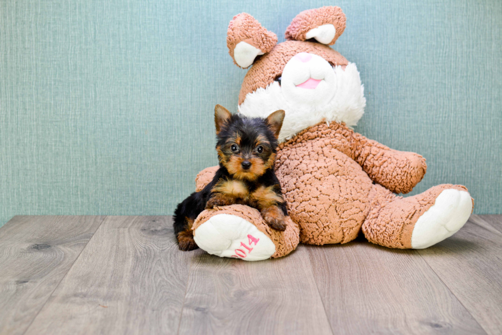 Meet Tinkerbell - our Yorkshire Terrier Puppy Photo 