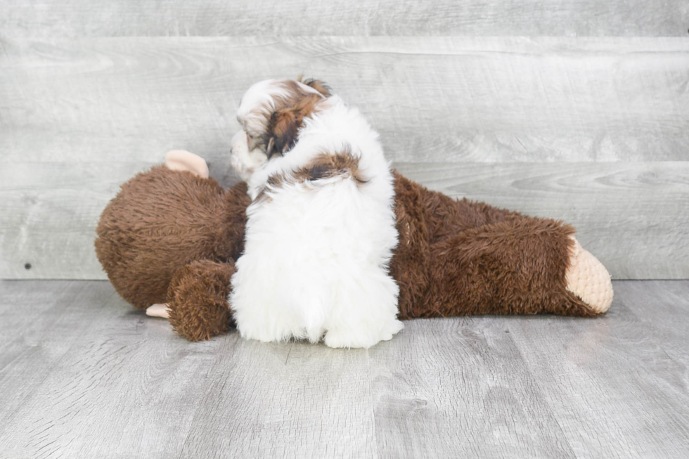 Havanese Pup Being Cute