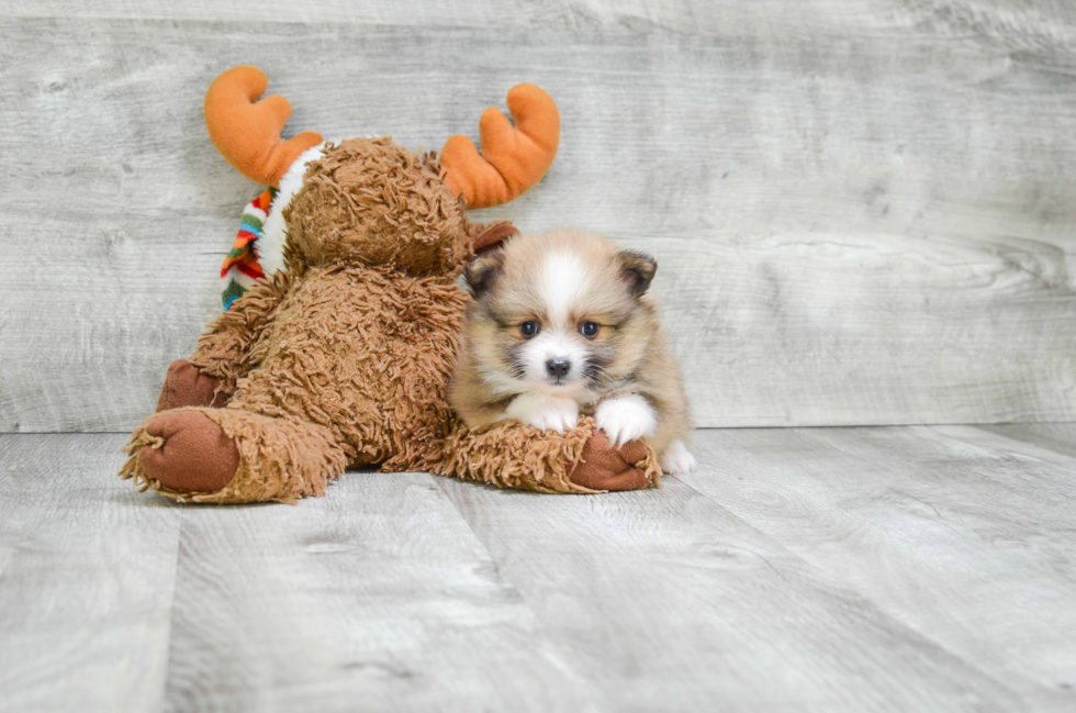 Energetic Pomeranian Purebred Puppy