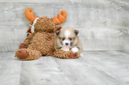 Energetic Pomeranian Purebred Puppy