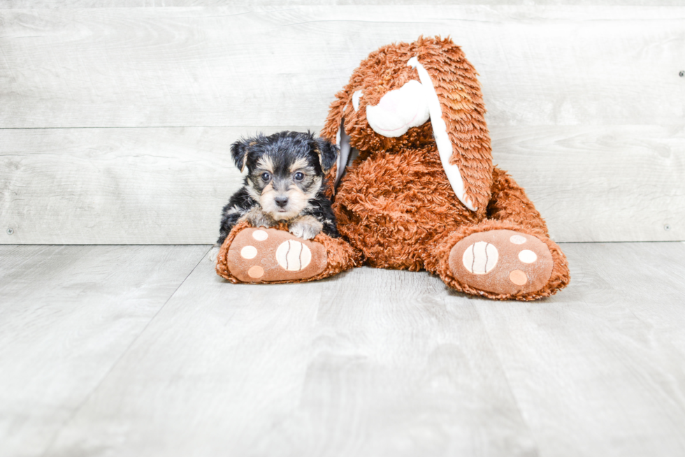 Morkie Pup Being Cute