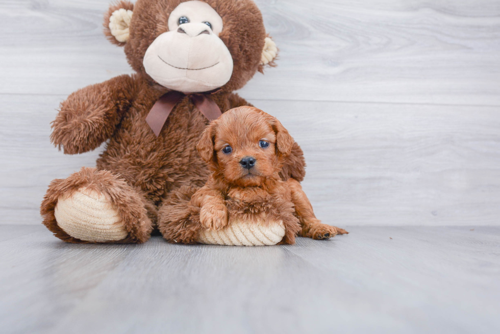 Playful Cavoodle Poodle Mix Puppy