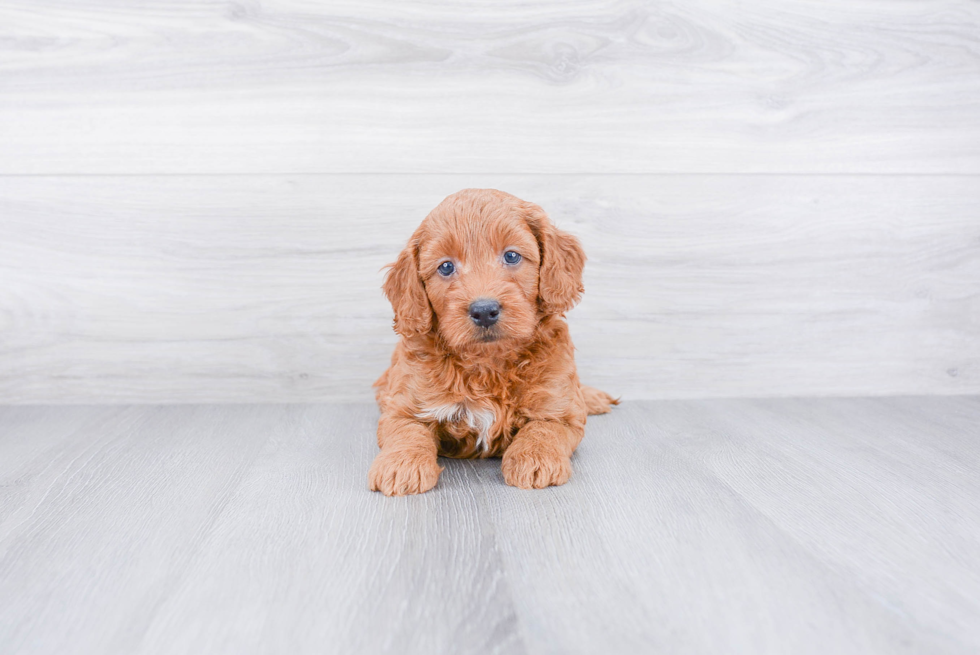 Small Mini Goldendoodle Baby