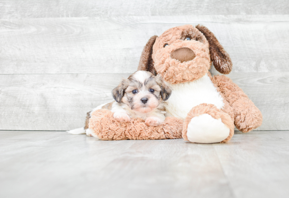 Energetic Shichon Designer Puppy