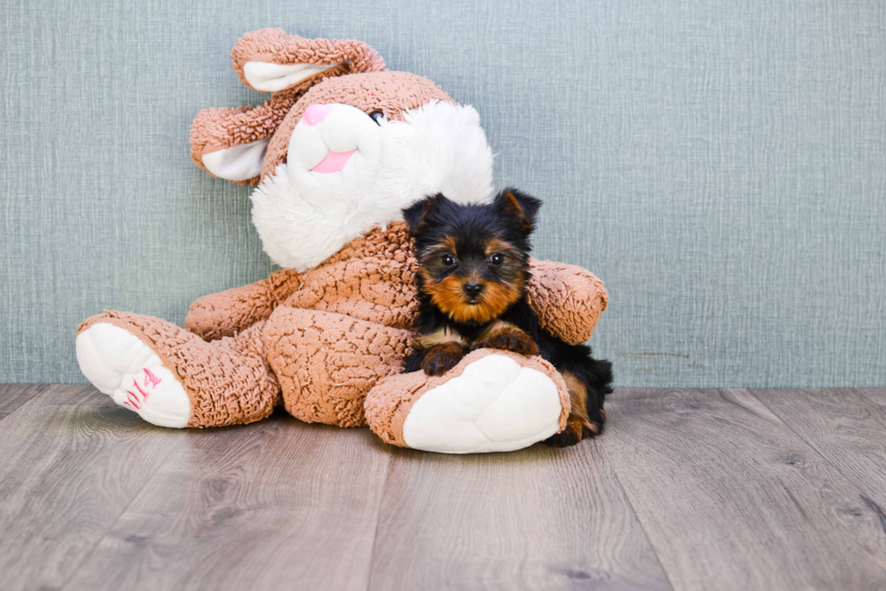 Meet Nugget - our Yorkshire Terrier Puppy Photo 