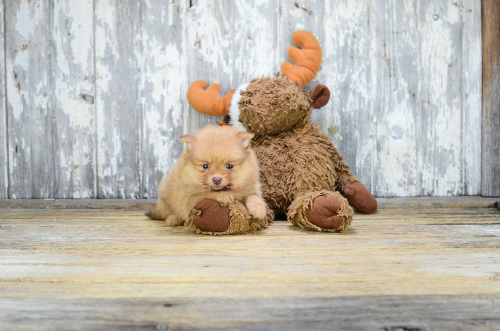 Pomeranian Puppy for Adoption