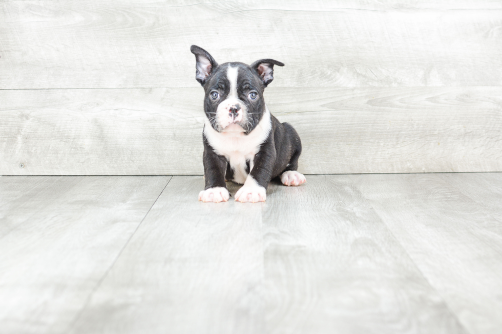 Playful French Bulldog Purebred Pup